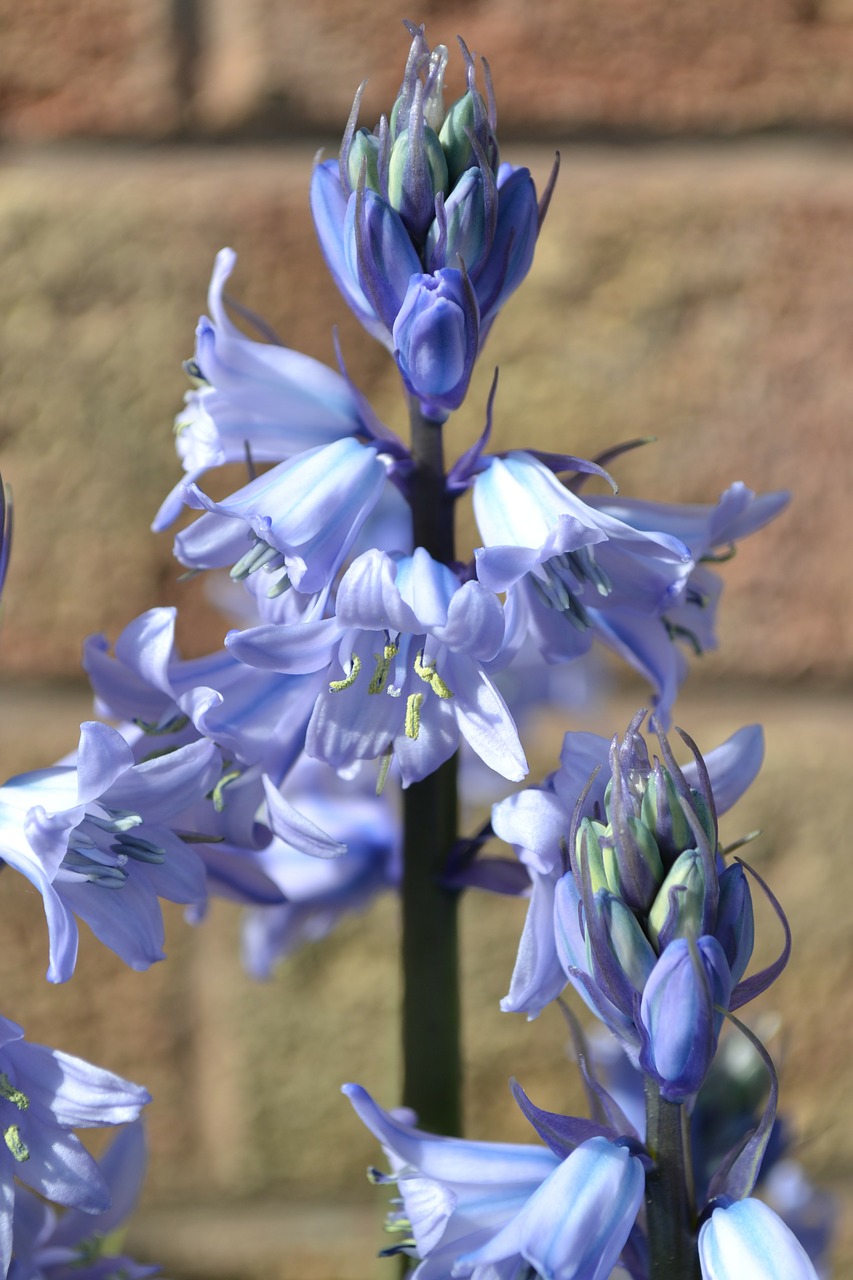 bluebell cultivated bulb free photo