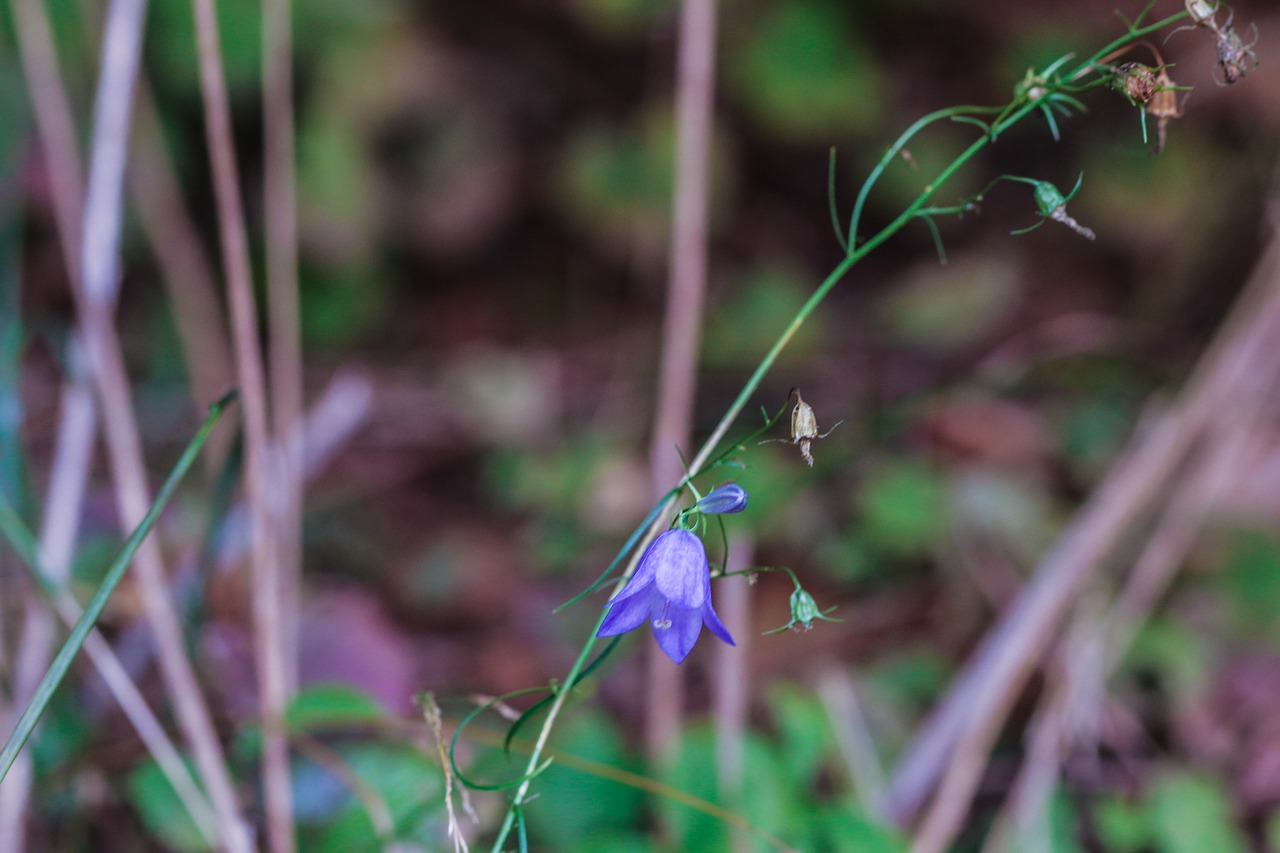 bluebell bellflower wildflower free photo