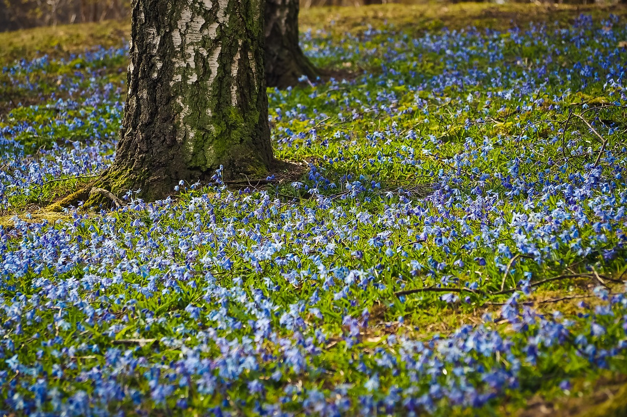bluebell flowers blue free photo
