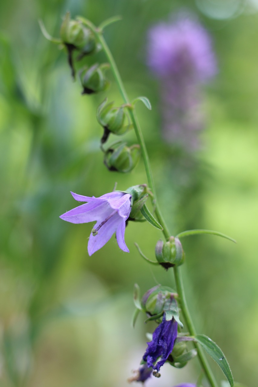 bluebell  spotted  flower free photo