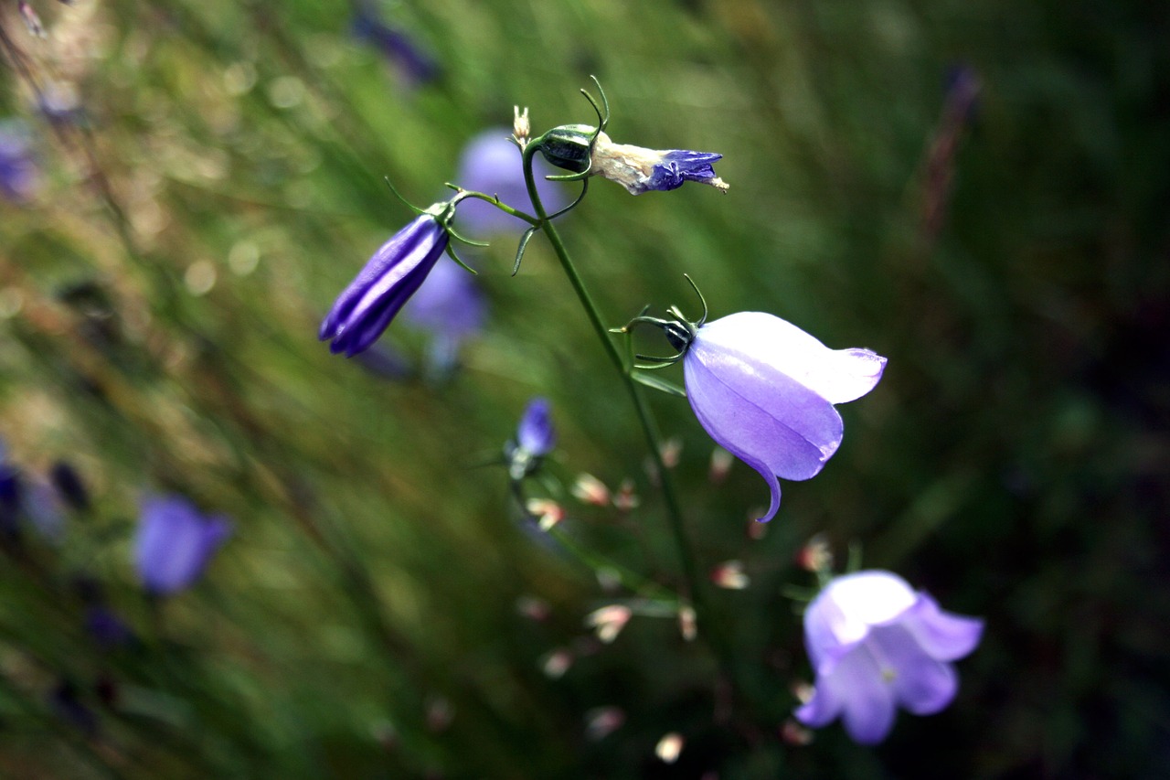 bluebell  flower  blossom free photo