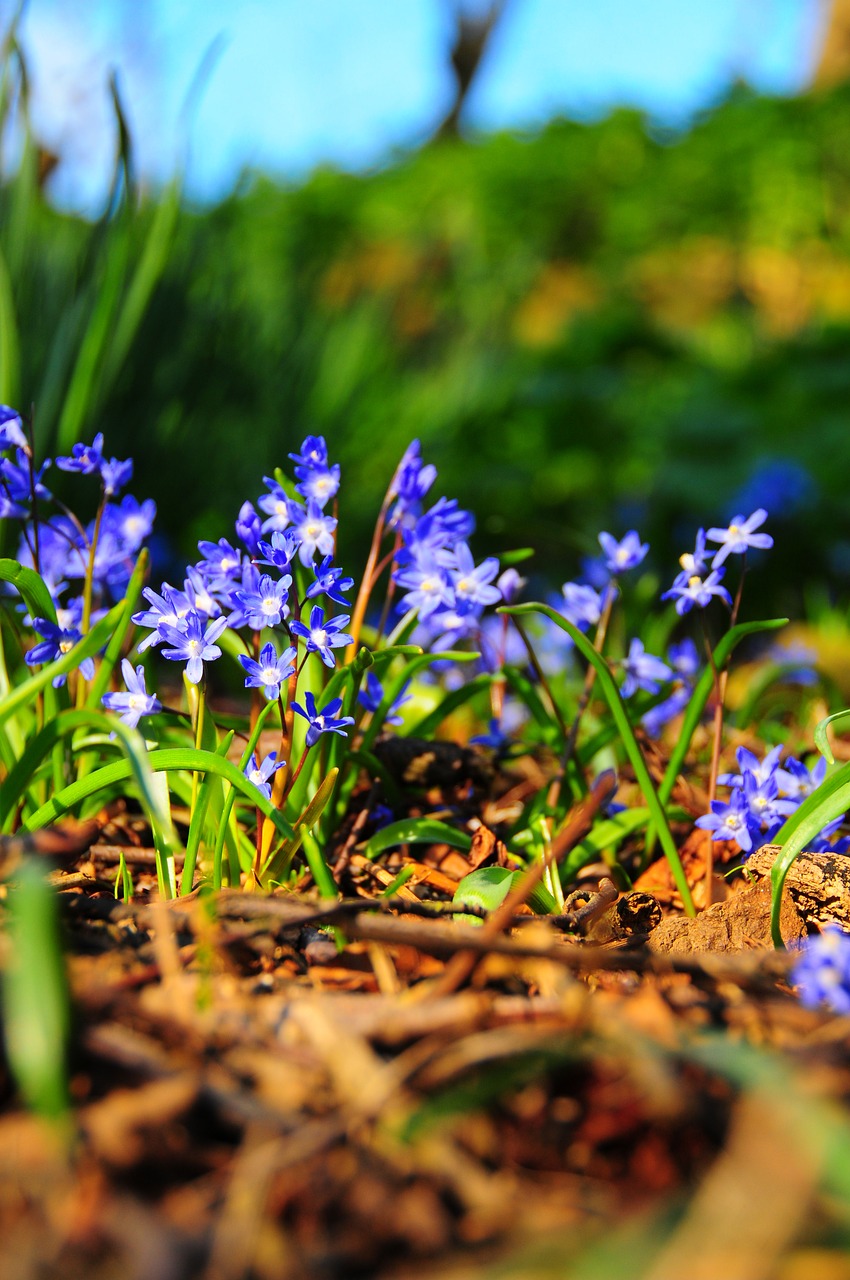 bluebell  spring  bloom free photo