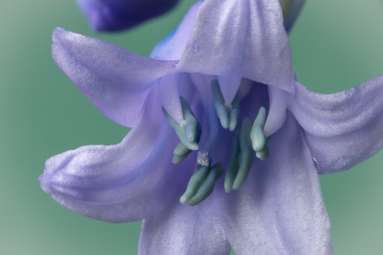 bluebell  spanish  bloom free photo