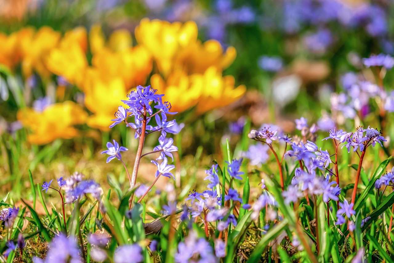 bluebell  flowers  spring free photo