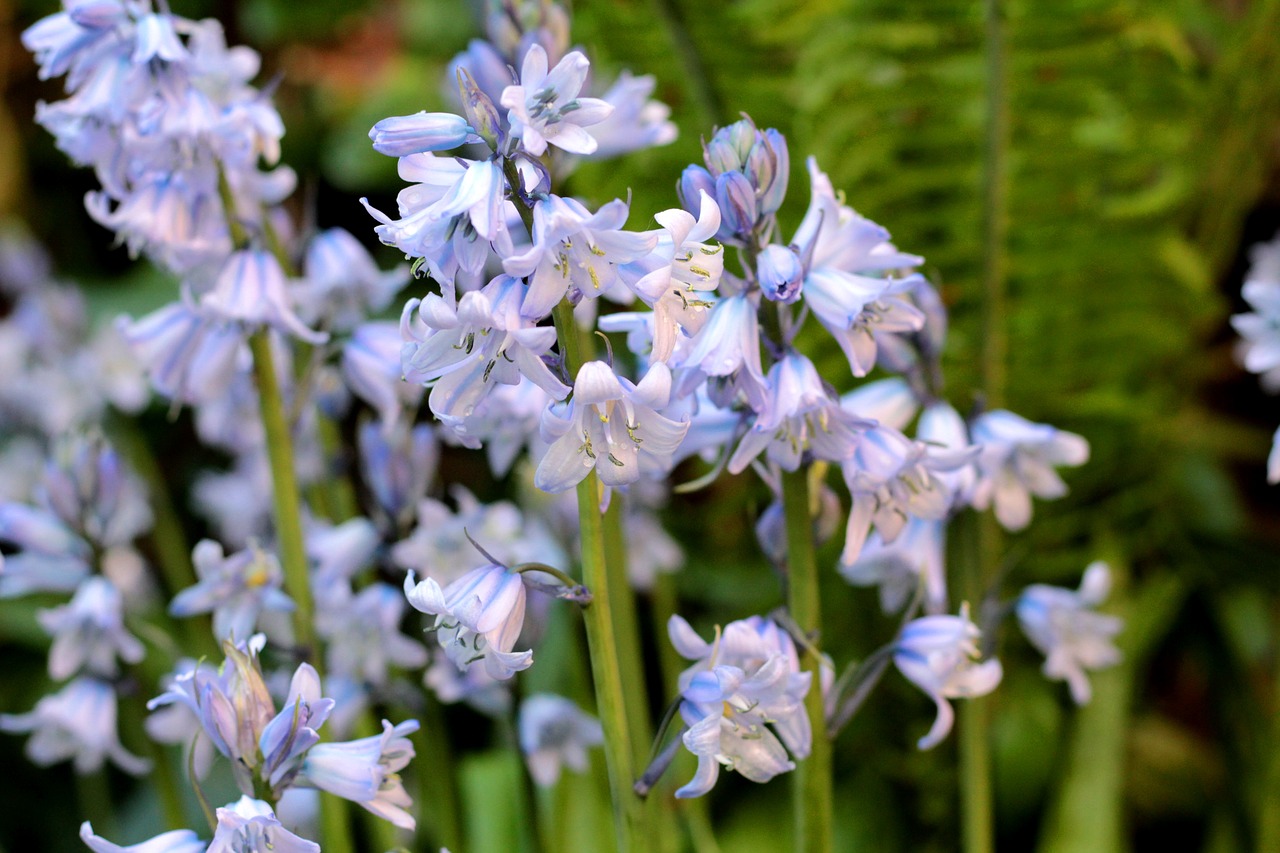 bluebell  blue  drops free photo