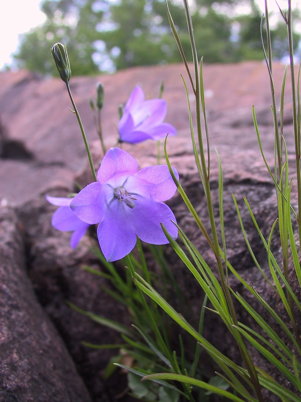 bluebell rocks lake superior free photo