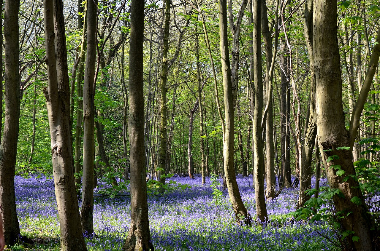 bluebell woods rufford park england free photo