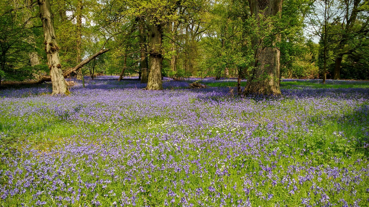 bluebells woods woodland free photo