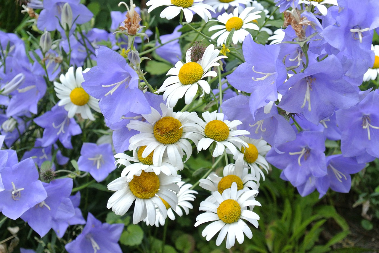 bluebells flower flowers free photo