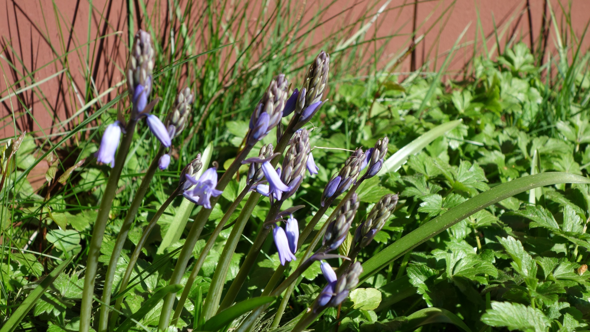 bluebells flowers spring free photo