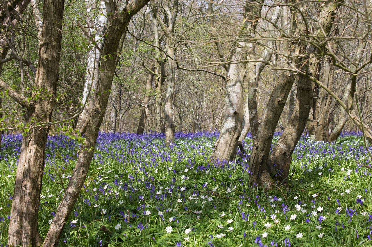 bluebells woods english free photo