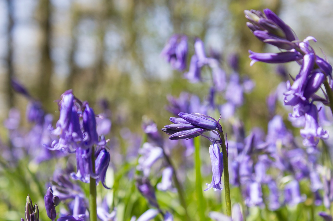 bluebells woods english free photo