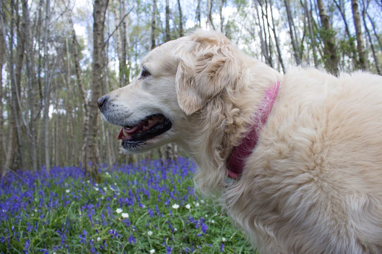 bluebells woods english free photo