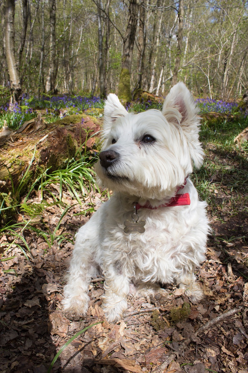 bluebells woods english free photo