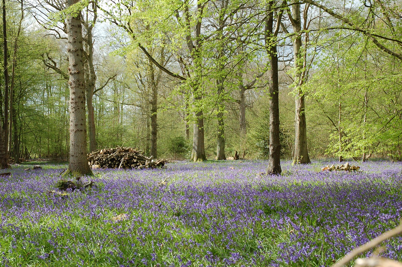bluebells forest woods free photo