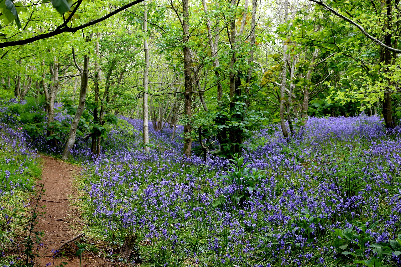 bluebells woods spring free photo