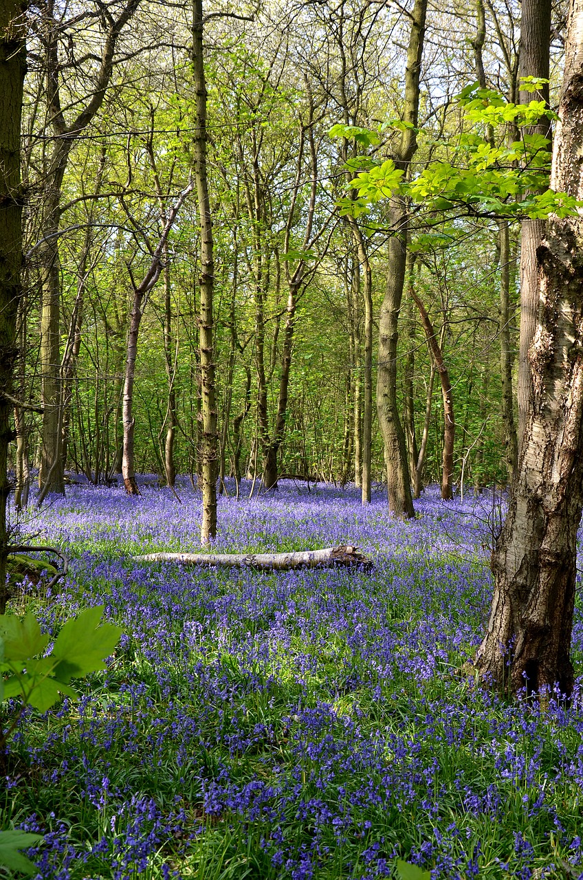 bluebells forest rufford park free photo