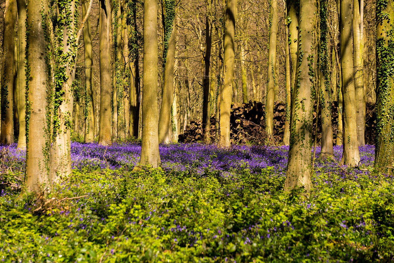 bluebells woodland wild flowers free photo