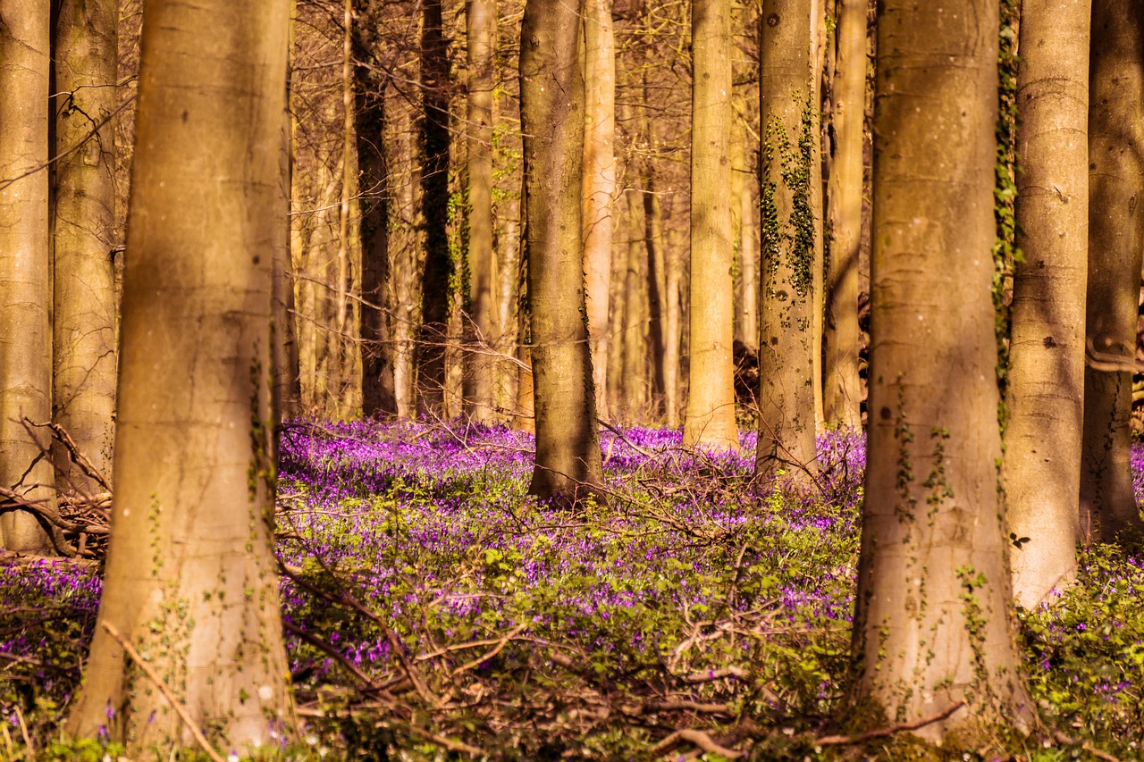 bluebells woodland springtime free photo