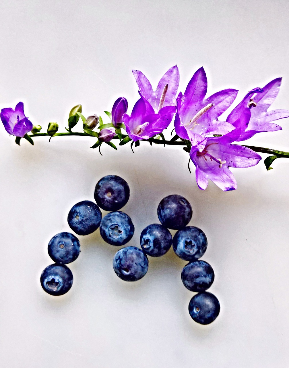 bluebells violet blueberries free photo