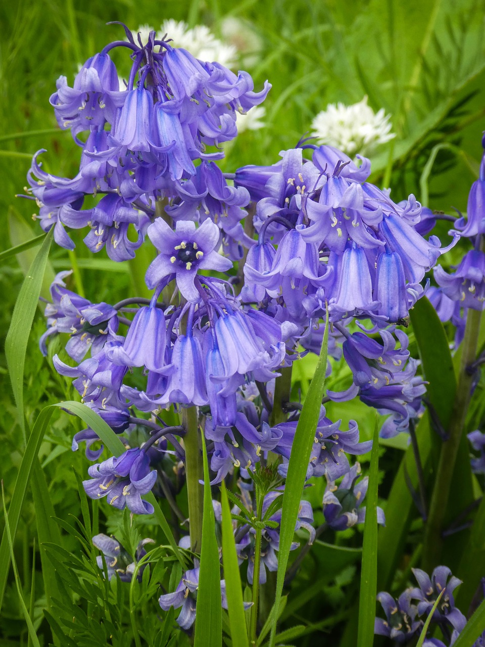 bluebells wildflower spring free photo