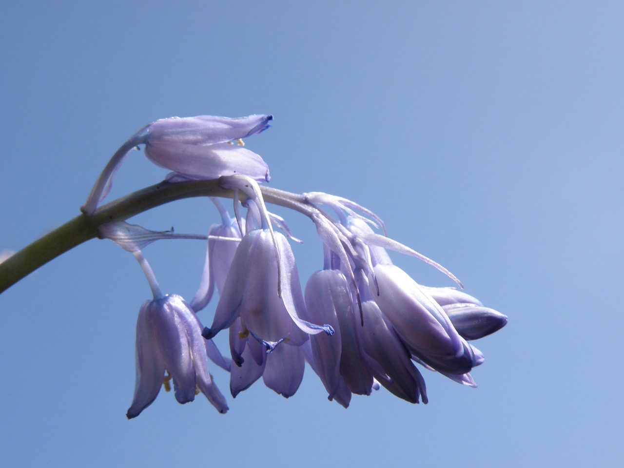 bluebells flower blue free photo