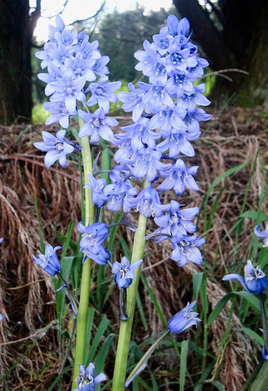 bluebells blue flower free photo