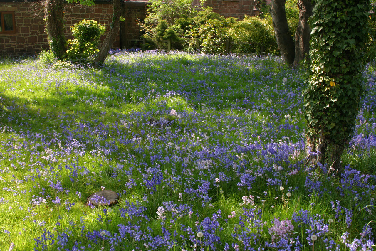 bluebells flowers blue free photo