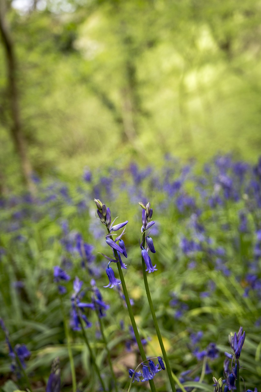 bluebells  forest  woodland free photo