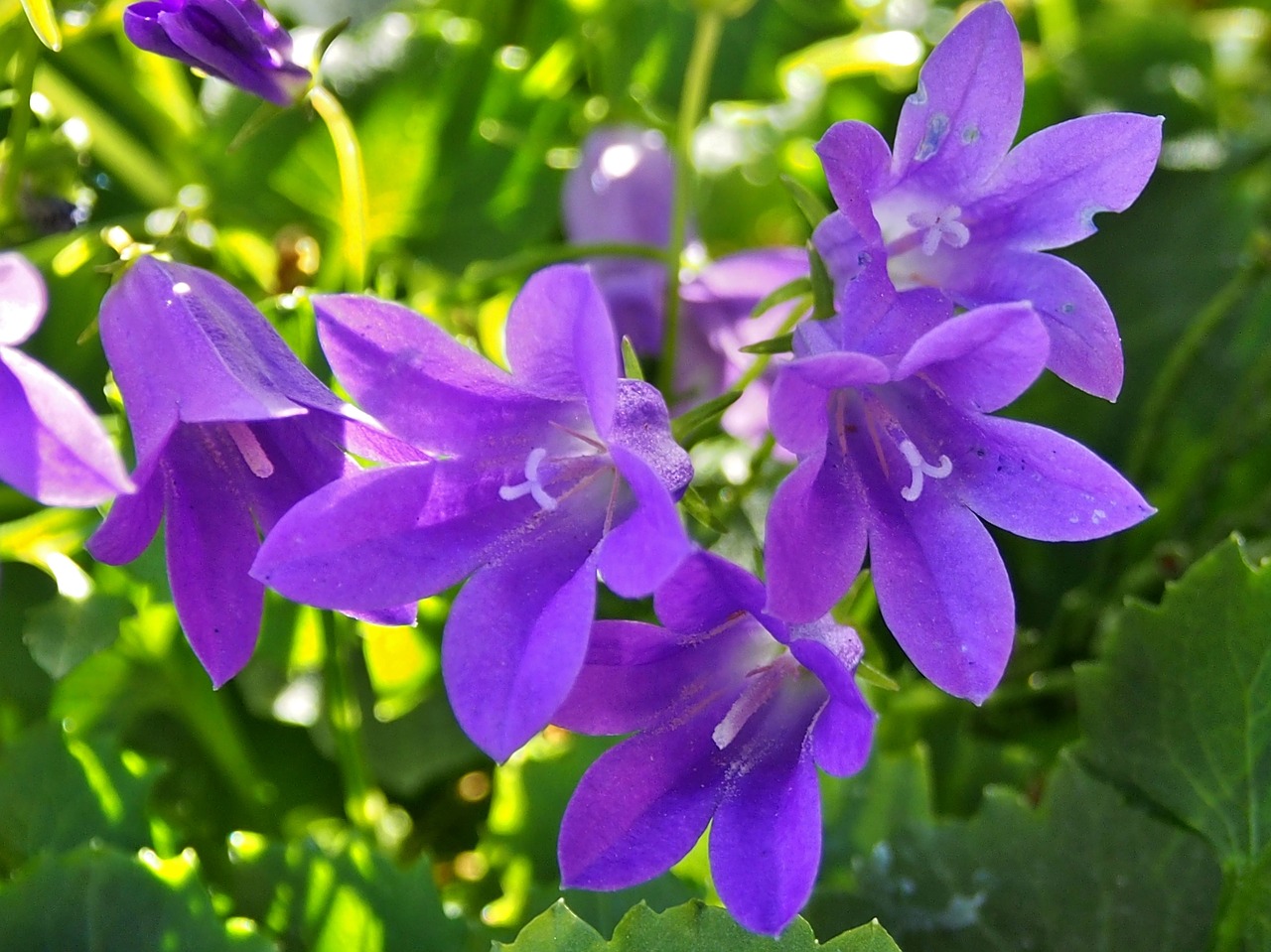 bluebells  purple  flowers free photo