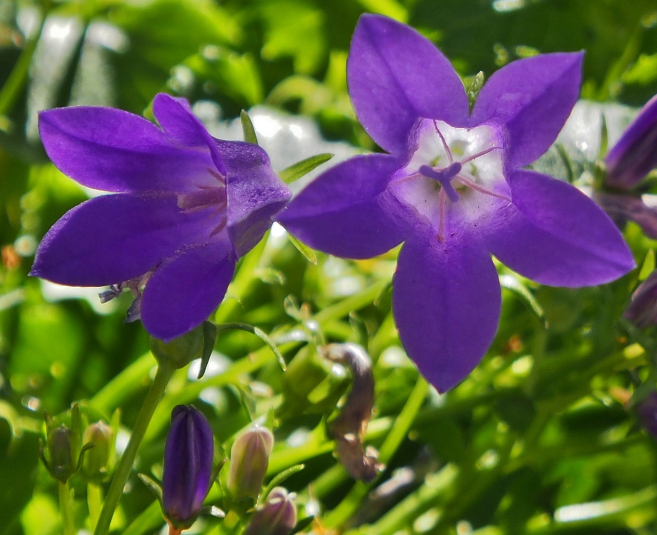 bluebells  purple  flowers free photo