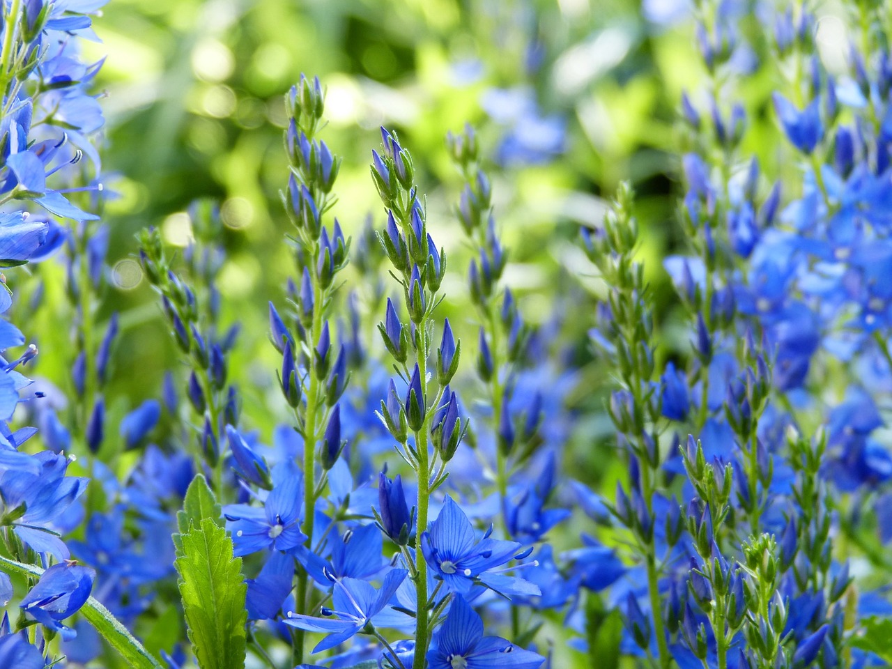 bluebells  blossom  bloom free photo