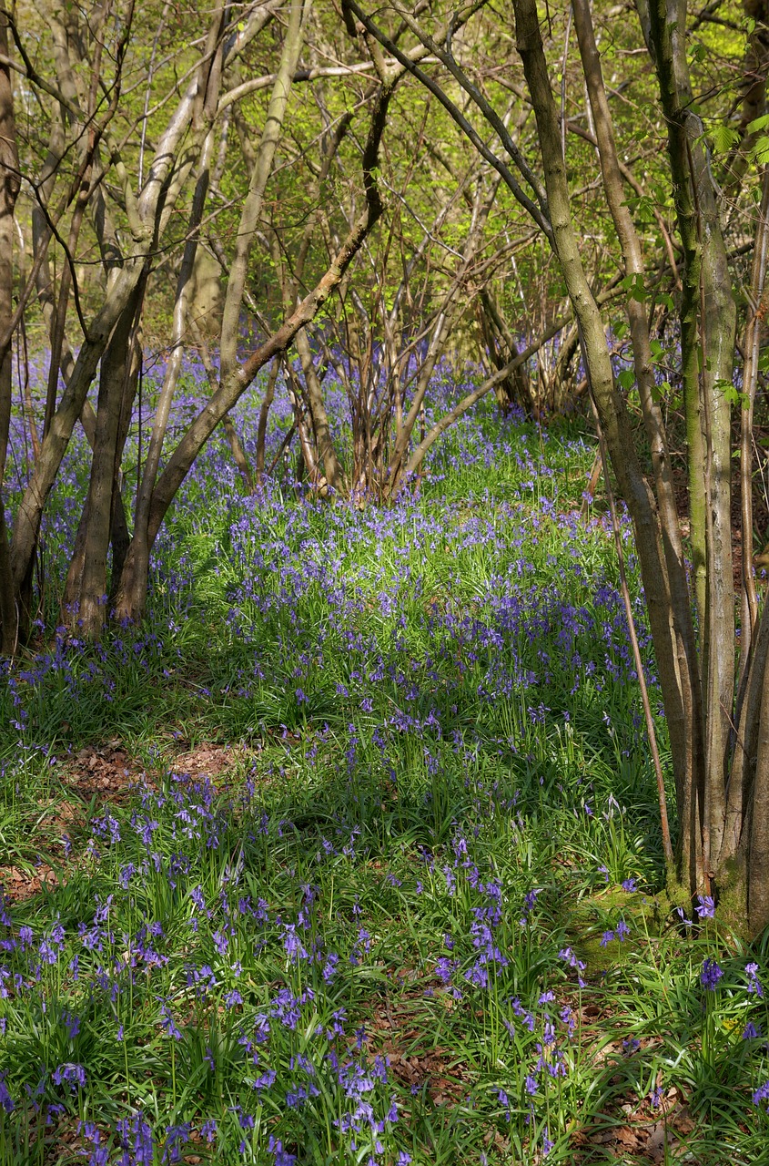 bluebells  bluebell woods  spring free photo
