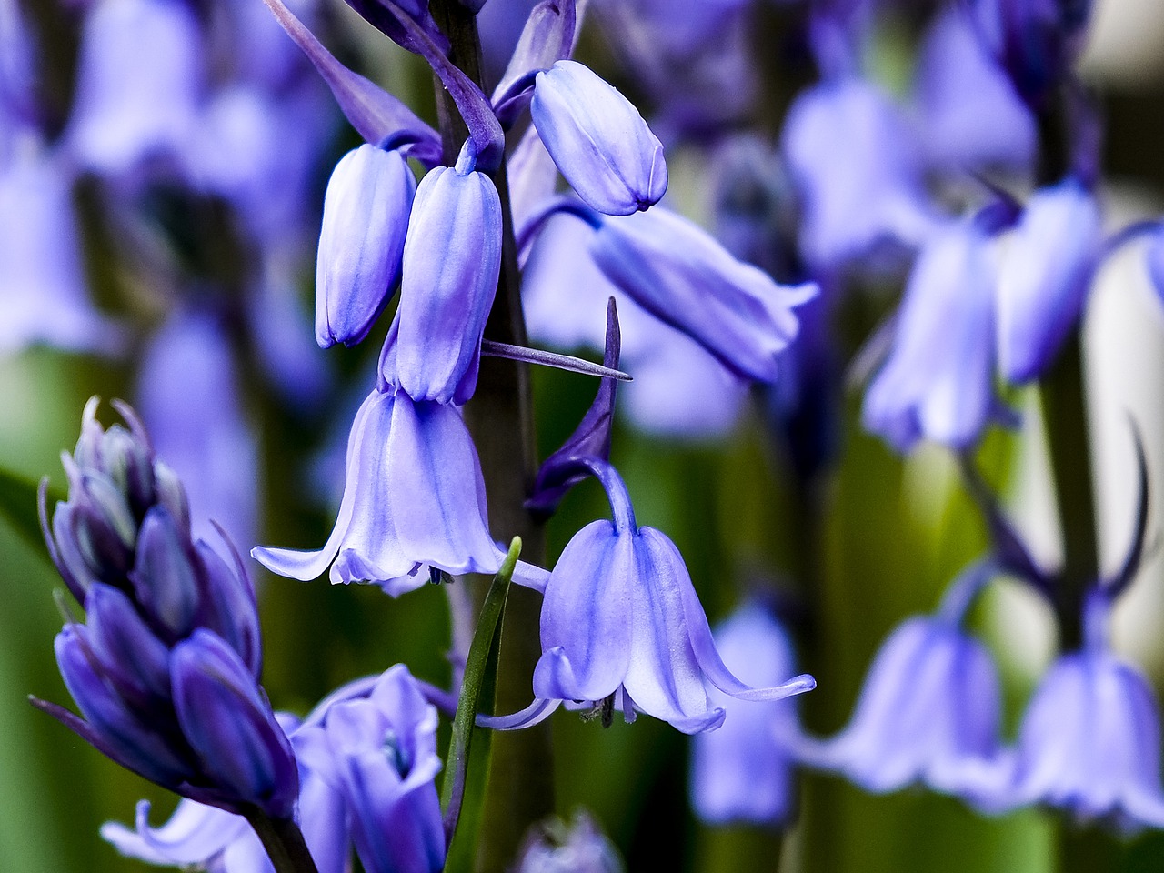 bluebells  bluebell  blue free photo