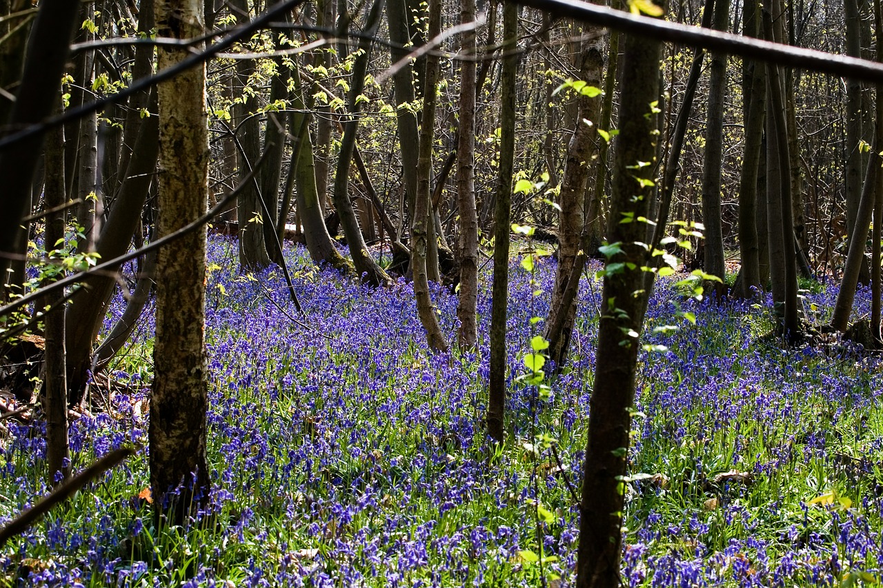 bluebells woodland trees free photo