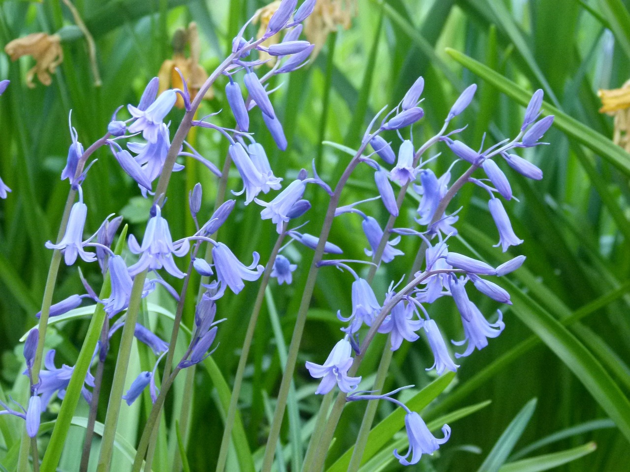 bluebells woods spring free photo