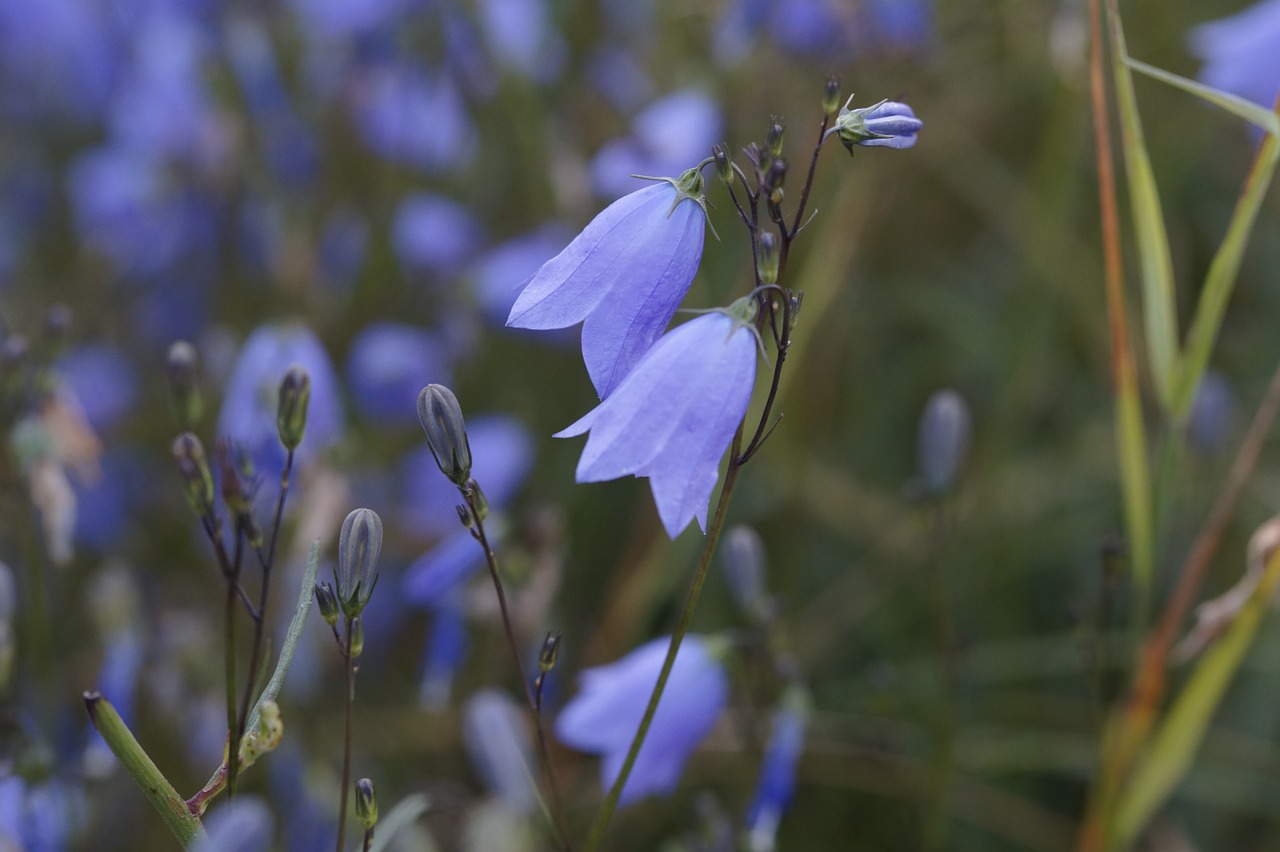 bluebells flowers bloom free photo
