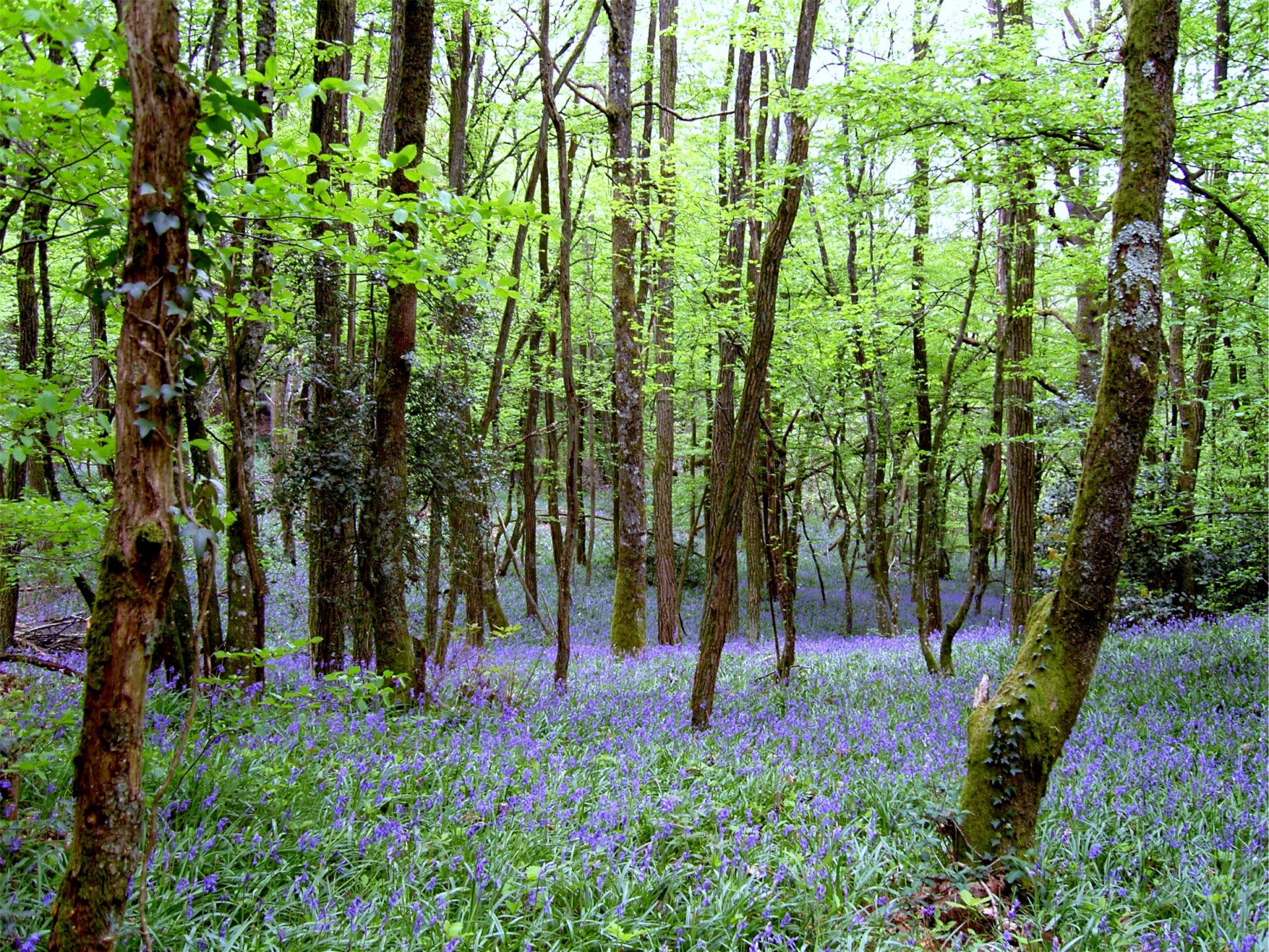 bluebells woods leafy woods free photo
