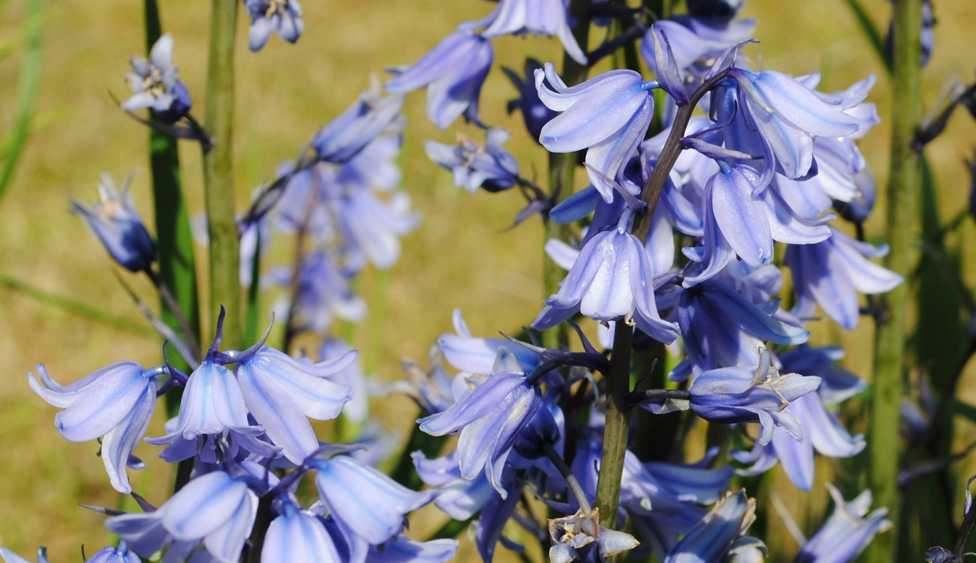 flowers nature bluebells free photo