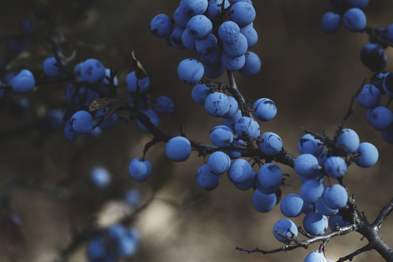 blueberries vine fruit free photo