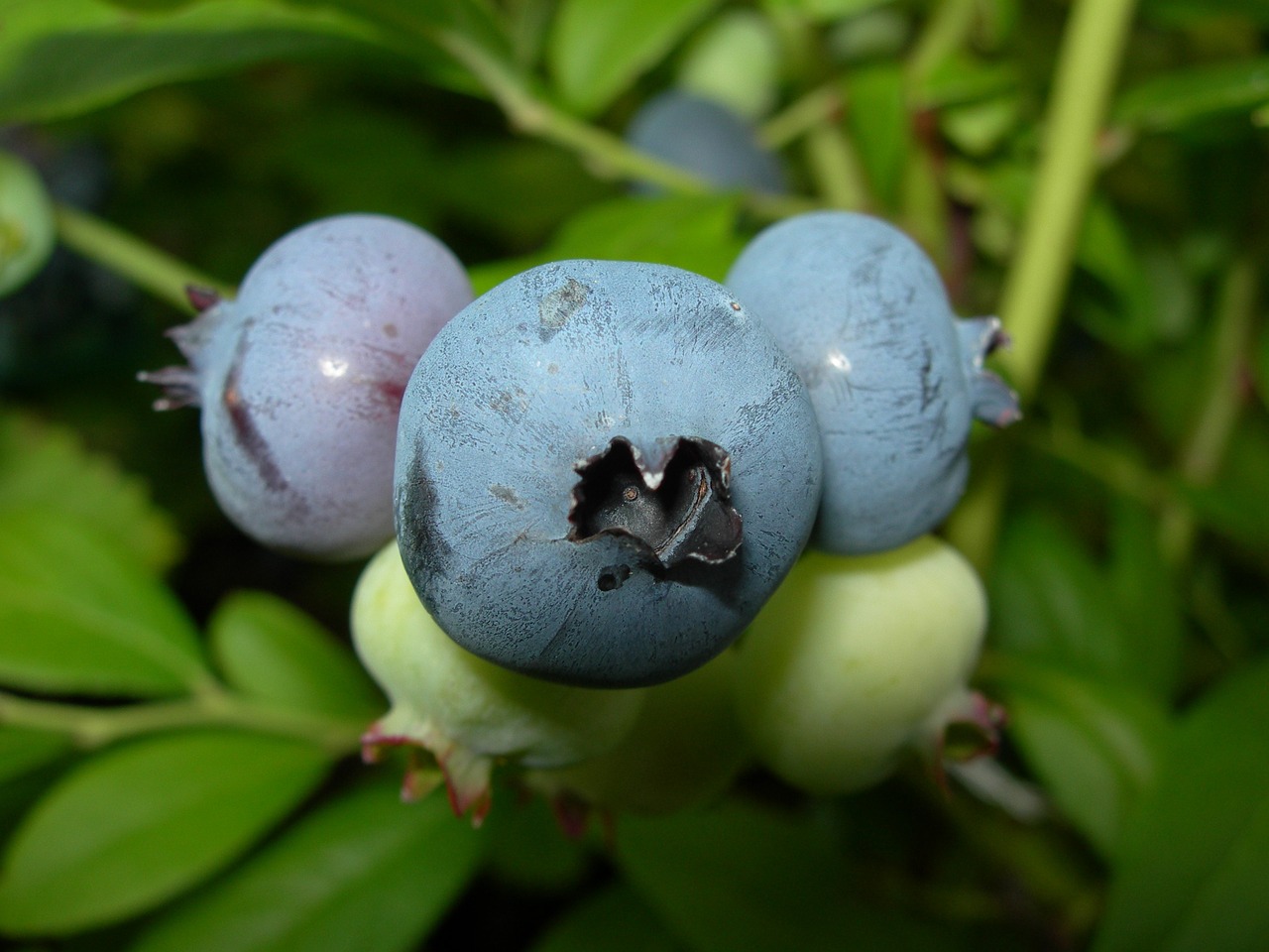 blueberries summer nature free photo