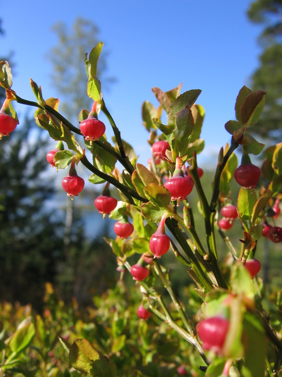 blueberries flowers spring free photo