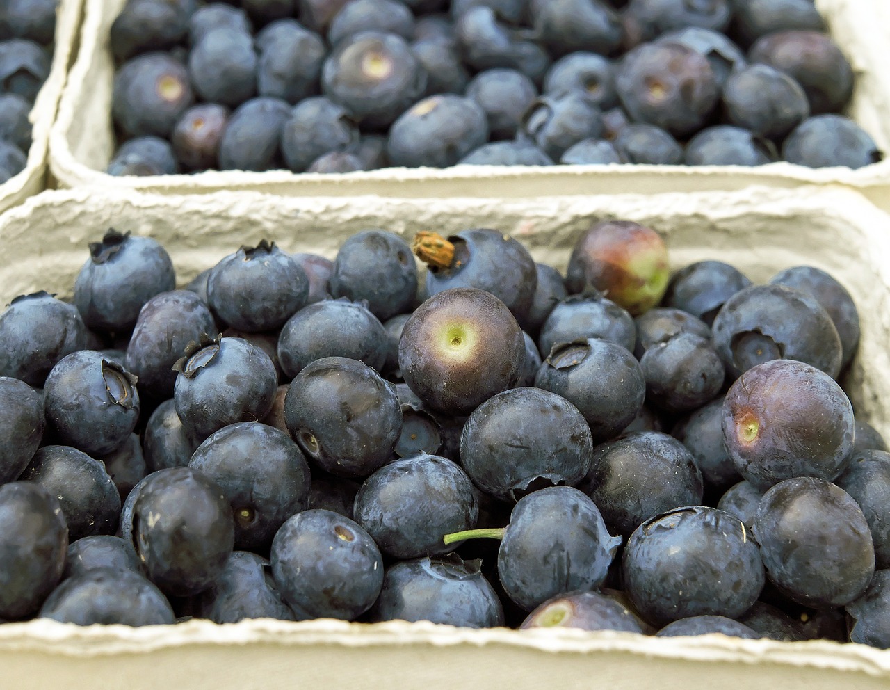 blueberries berries fruit free photo