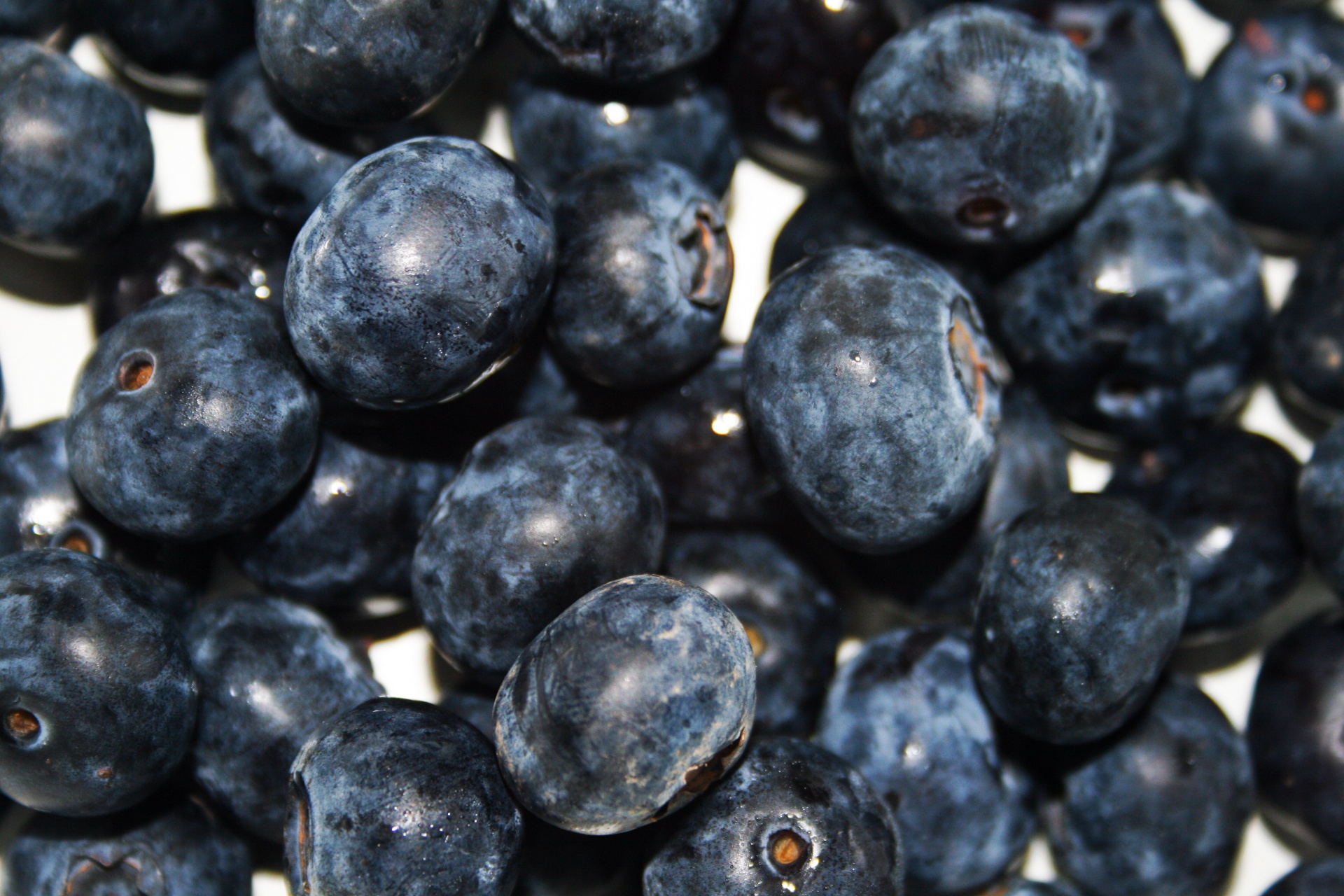 berries fresh blueberries free photo