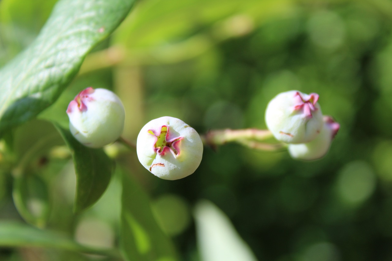 blueberries immature nature free photo