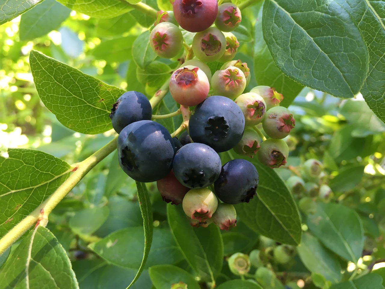 blueberries bush sweet free photo