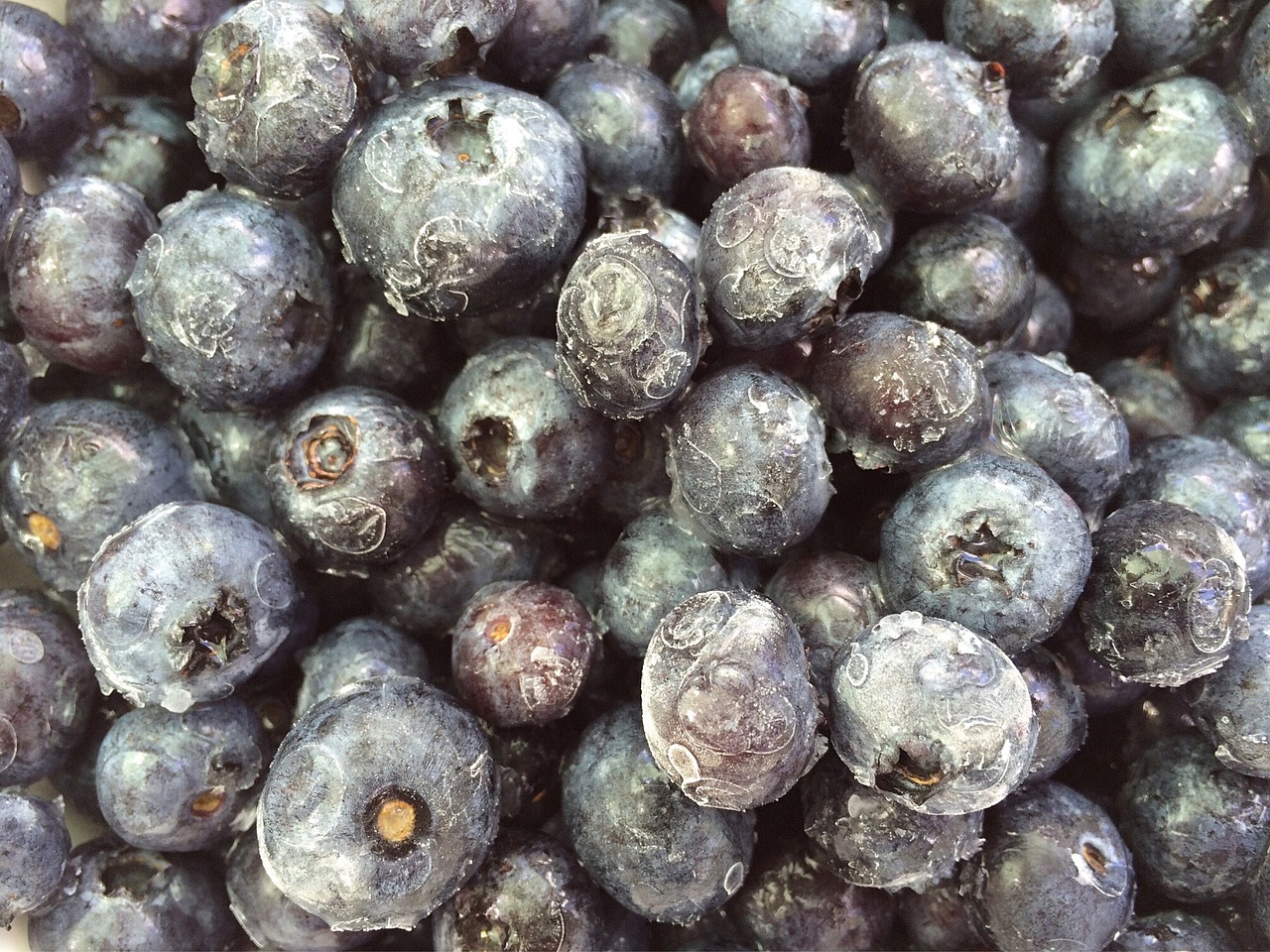 blueberries fruit frozen free photo