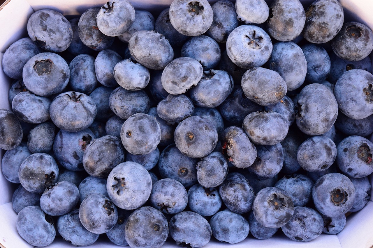 blueberries delicious fruit free photo