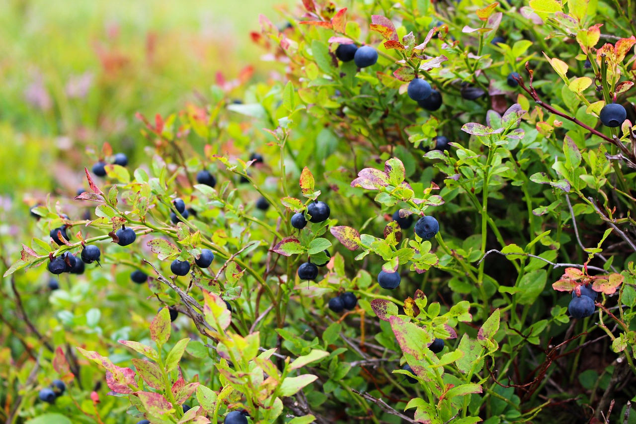 blueberries heather blueberry free photo