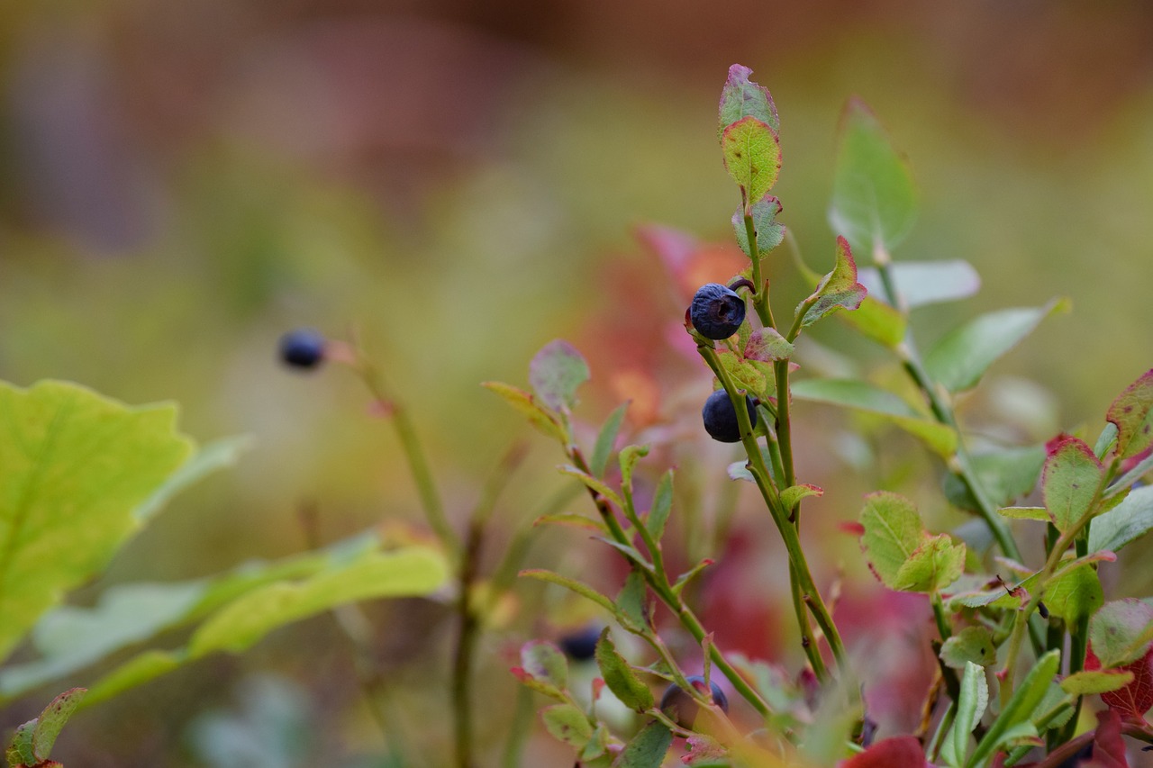 blueberries forest nature free photo
